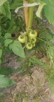 谁爆料冰岛的瓜果树视频,揭秘神秘瓜果树视频背后的真相